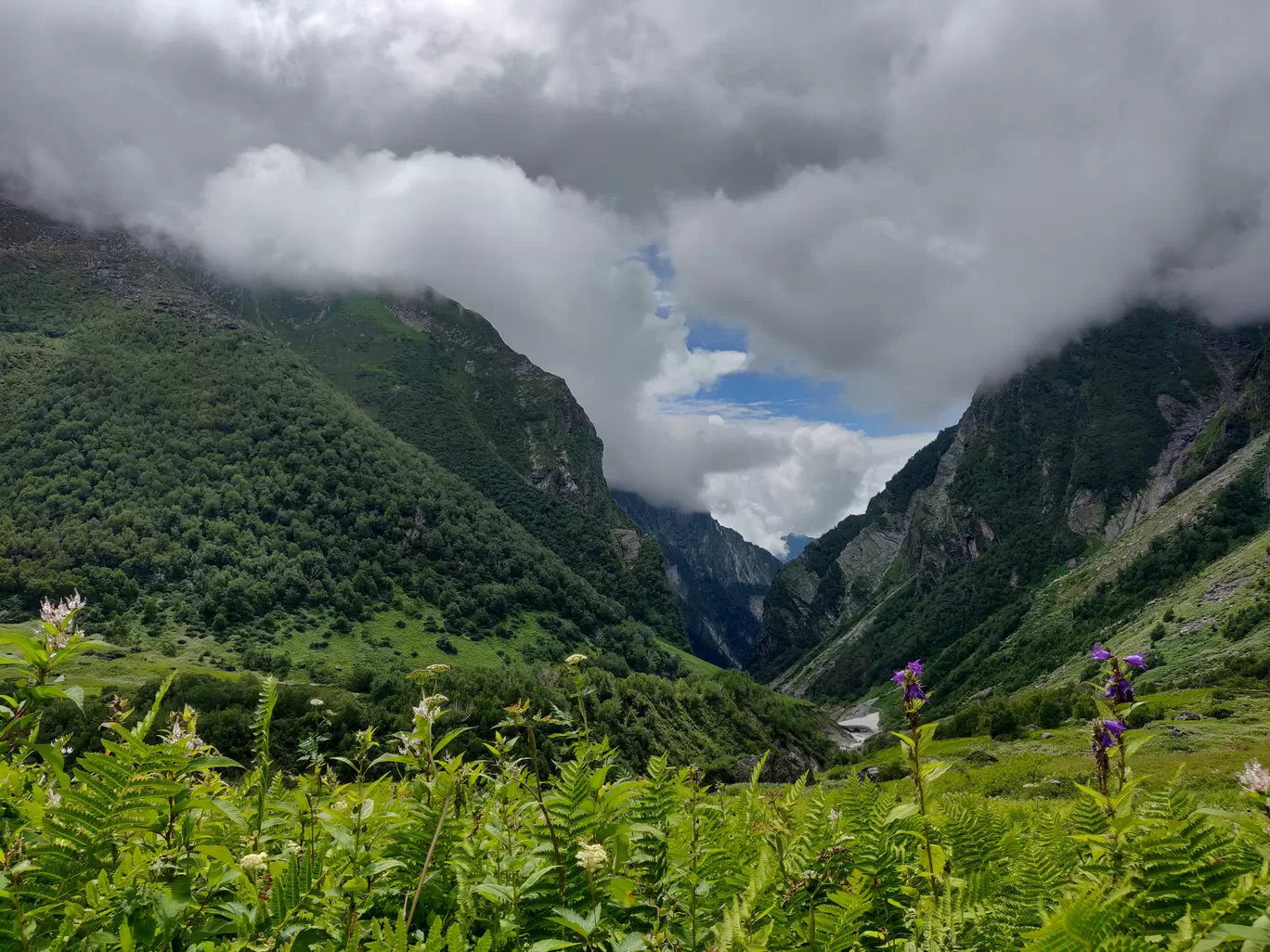 Photo of Valley of Flowers National Park By letsdosometravel