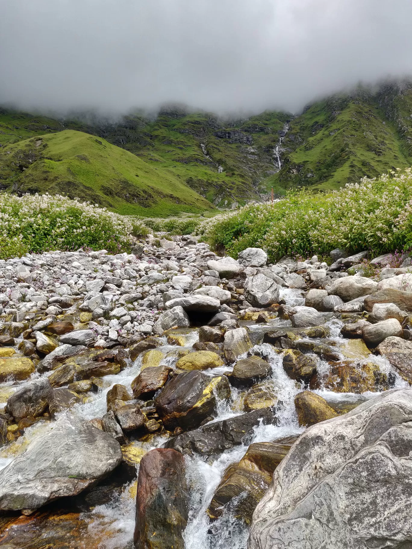 Photo of Valley of Flowers National Park By letsdosometravel