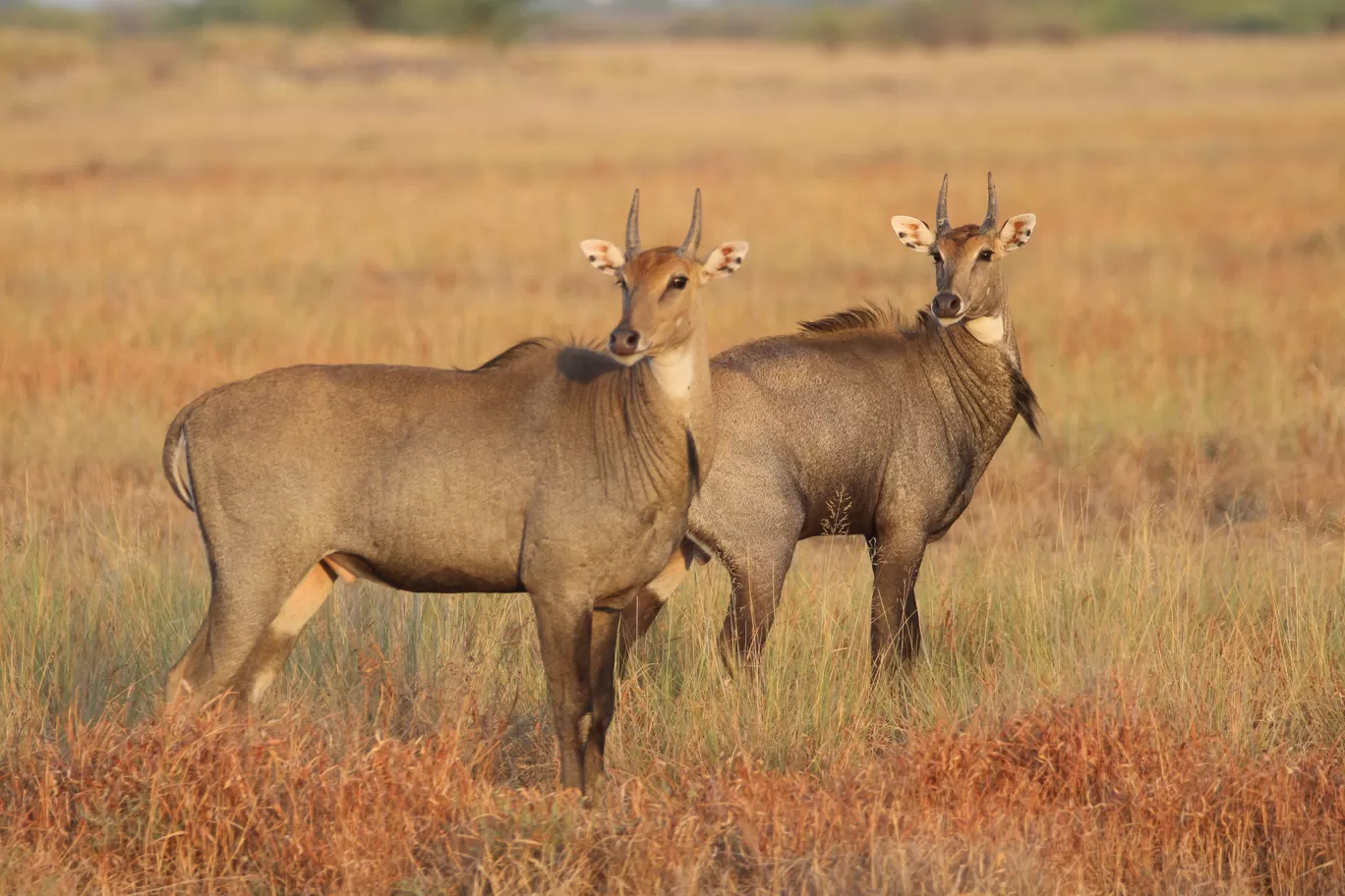 Photo of Blackbuck National Park By Namrata