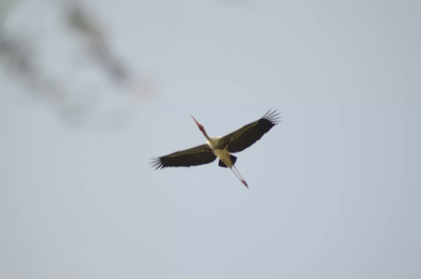 Photo of Sultanpur National Park By Asif Rashid
