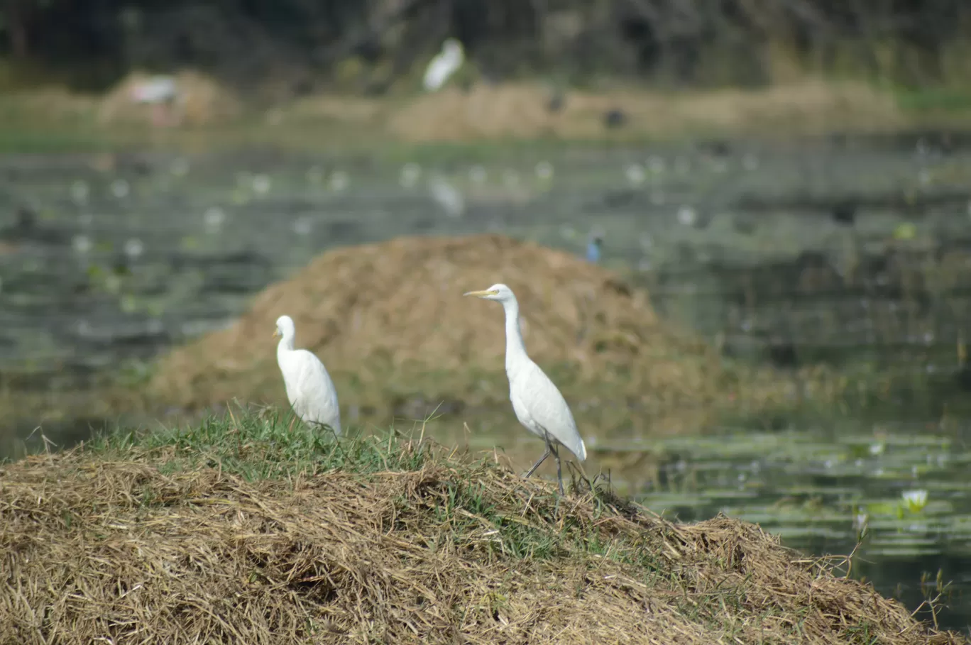 Photo of Sultanpur National Park By Asif Rashid