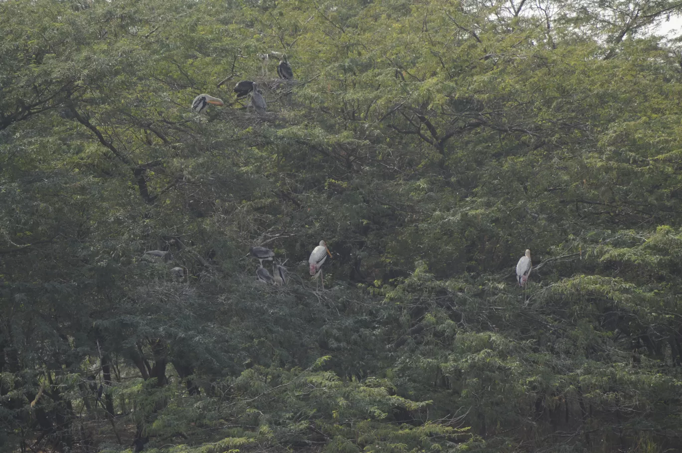 Photo of Sultanpur National Park By Asif Rashid