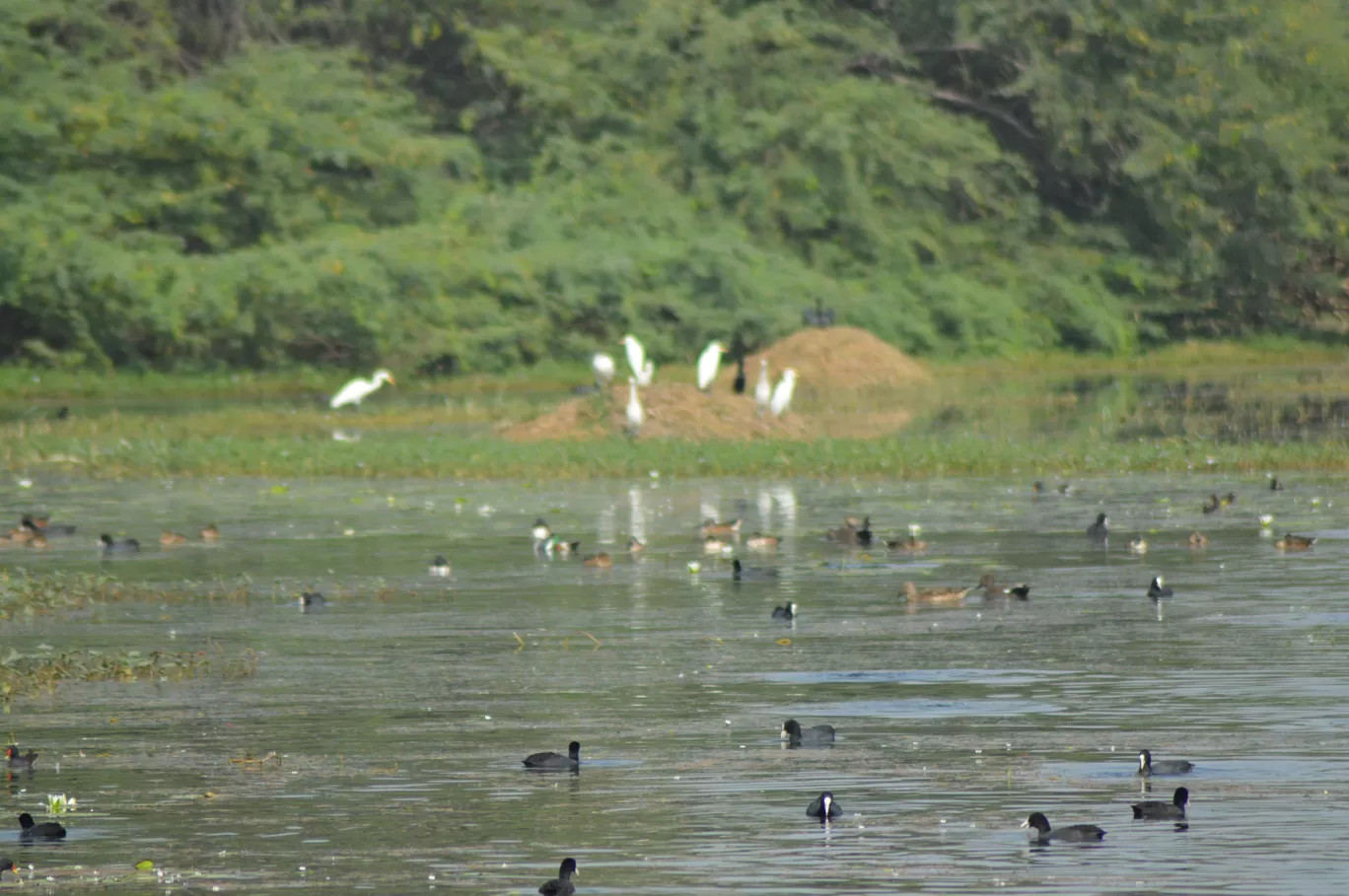 Photo of Sultanpur National Park By Asif Rashid