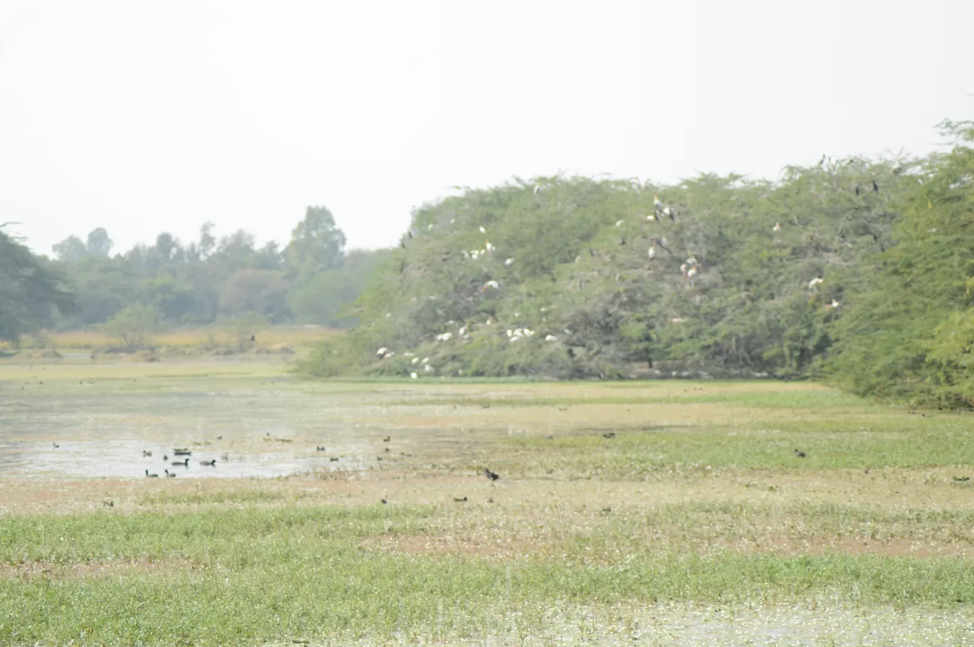 Photo of Sultanpur National Park By Asif Rashid
