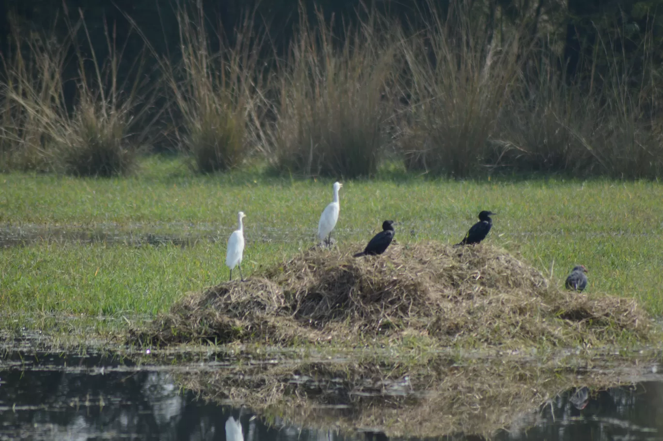 Photo of Sultanpur National Park By Asif Rashid