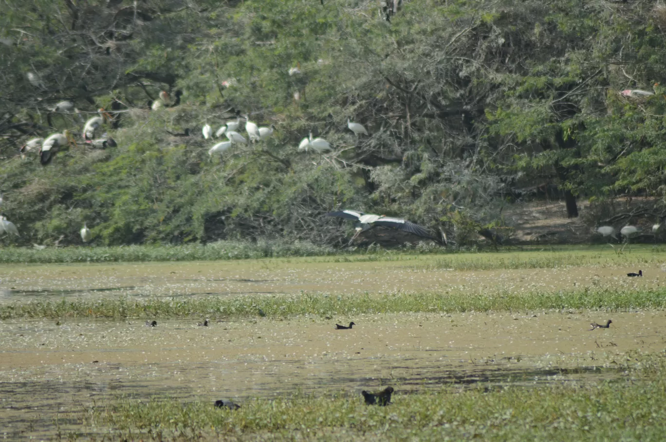 Photo of Sultanpur National Park By Asif Rashid