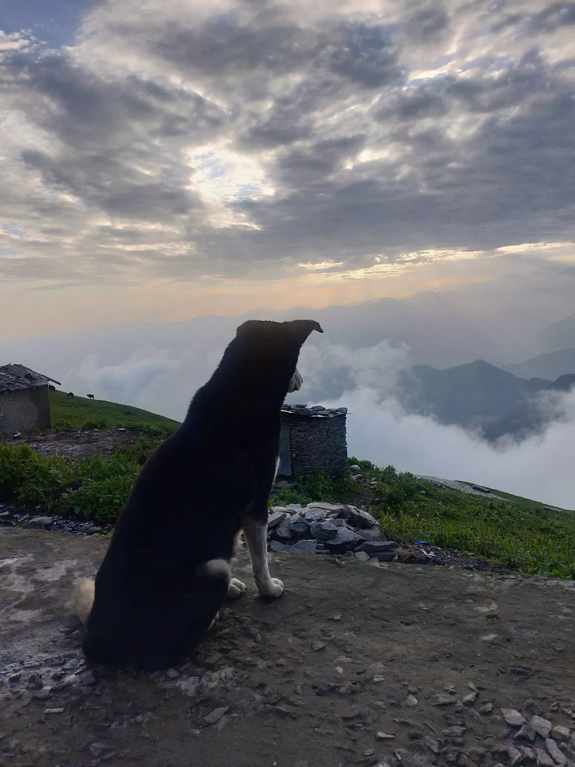 Photo of Chopta By aditya bhandari