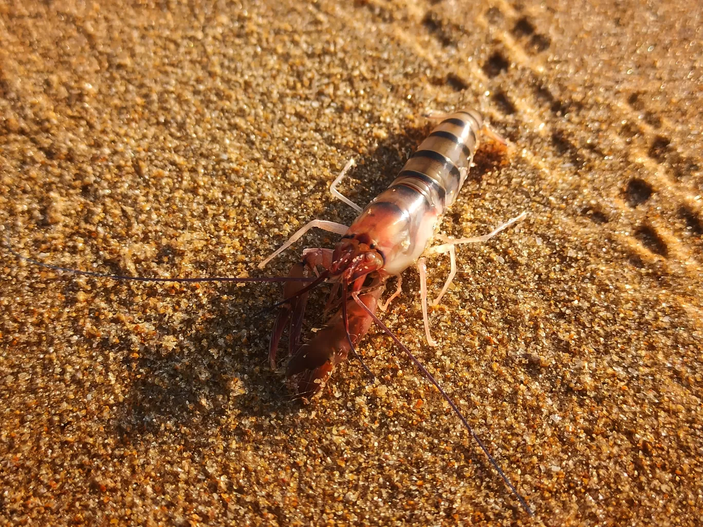 Photo of Calangute Beach By Vineesh Kumar