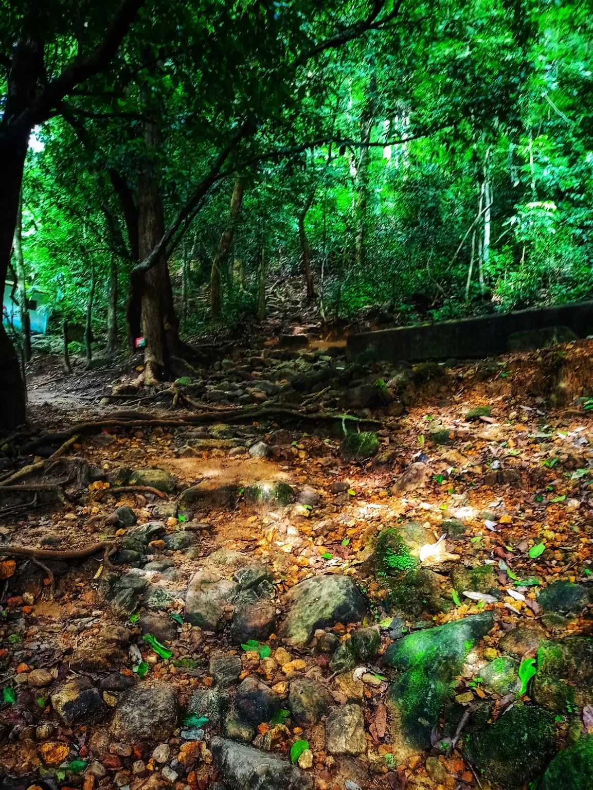 Photo of Meenmutty Waterfalls By Vineesh Kumar