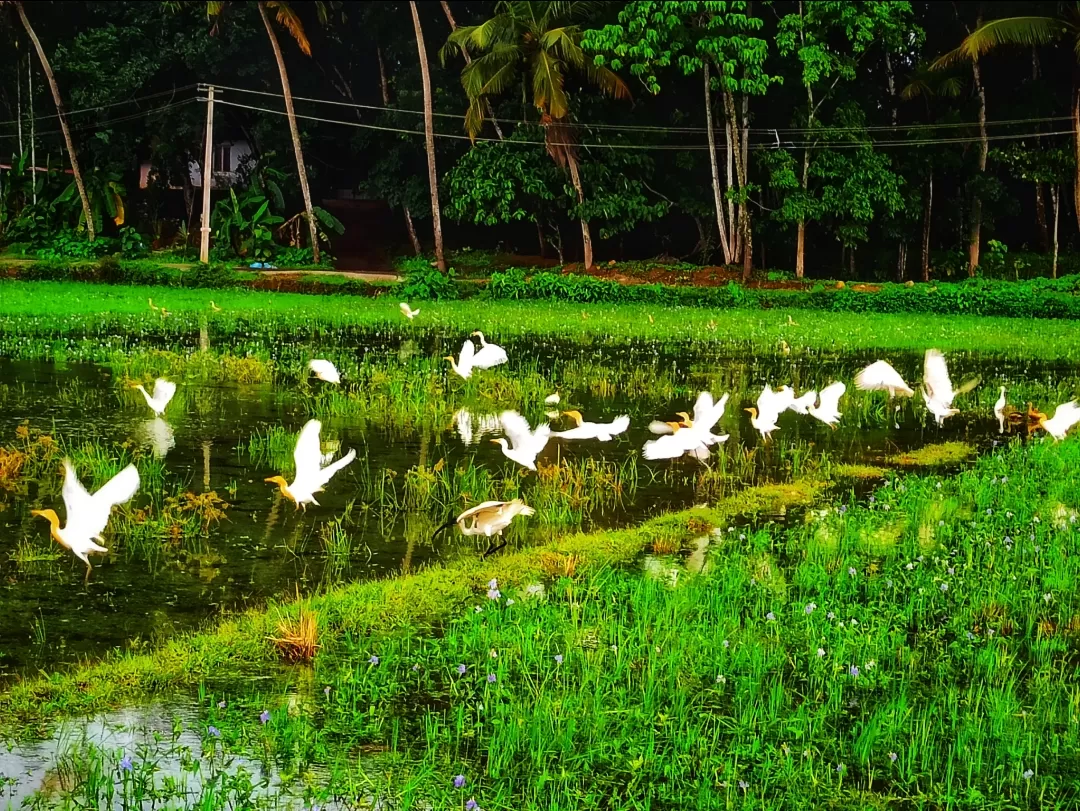 Photo of Kottayam By Vineesh Kumar