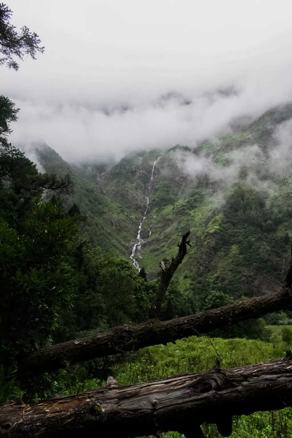 Photo of Valley of Flowers National Park By Sameer