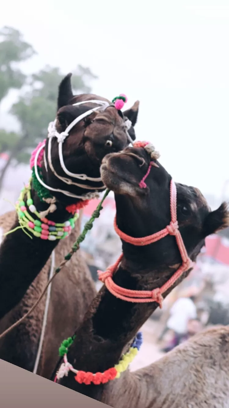 Photo of Pushkar By Jagrut Bhatt