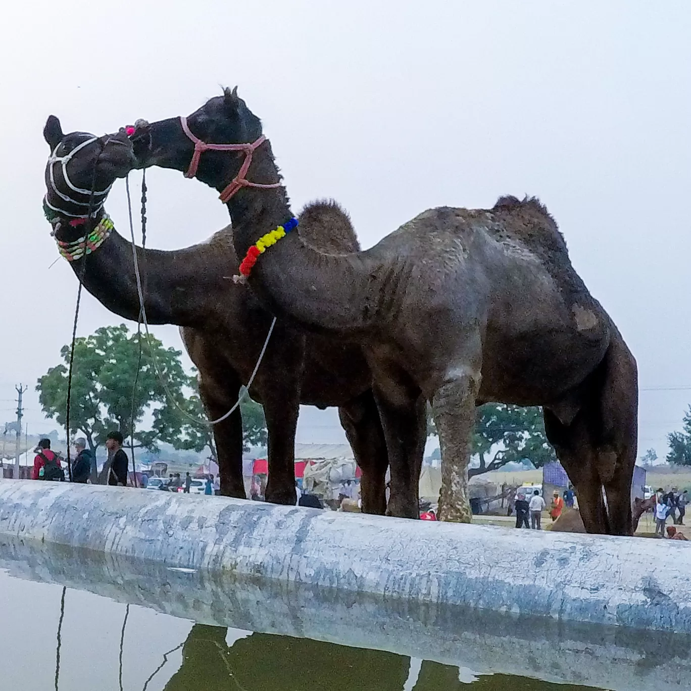 Photo of Pushkar By Jagrut Bhatt