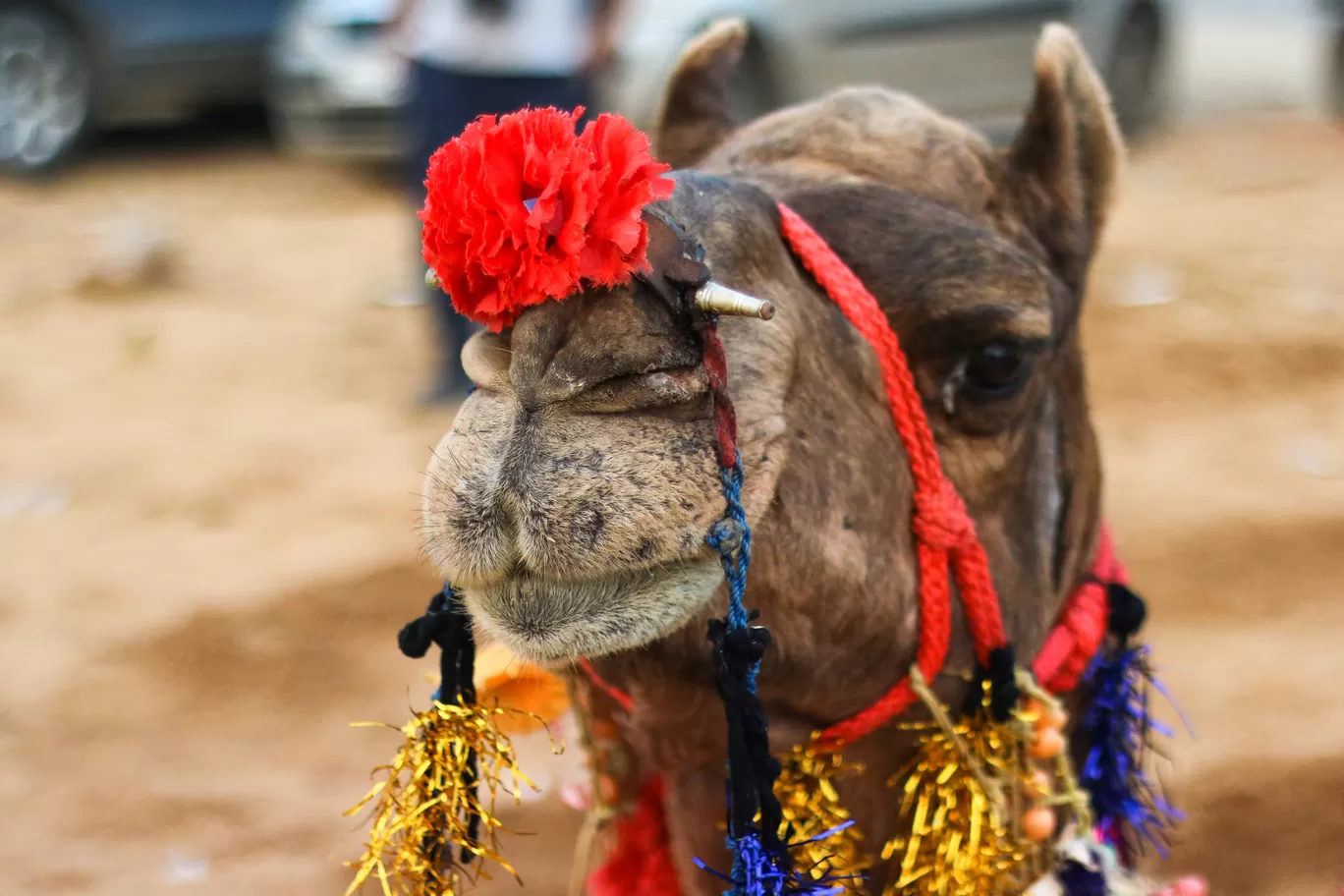 Photo of Pushkar By Jagrut Bhatt