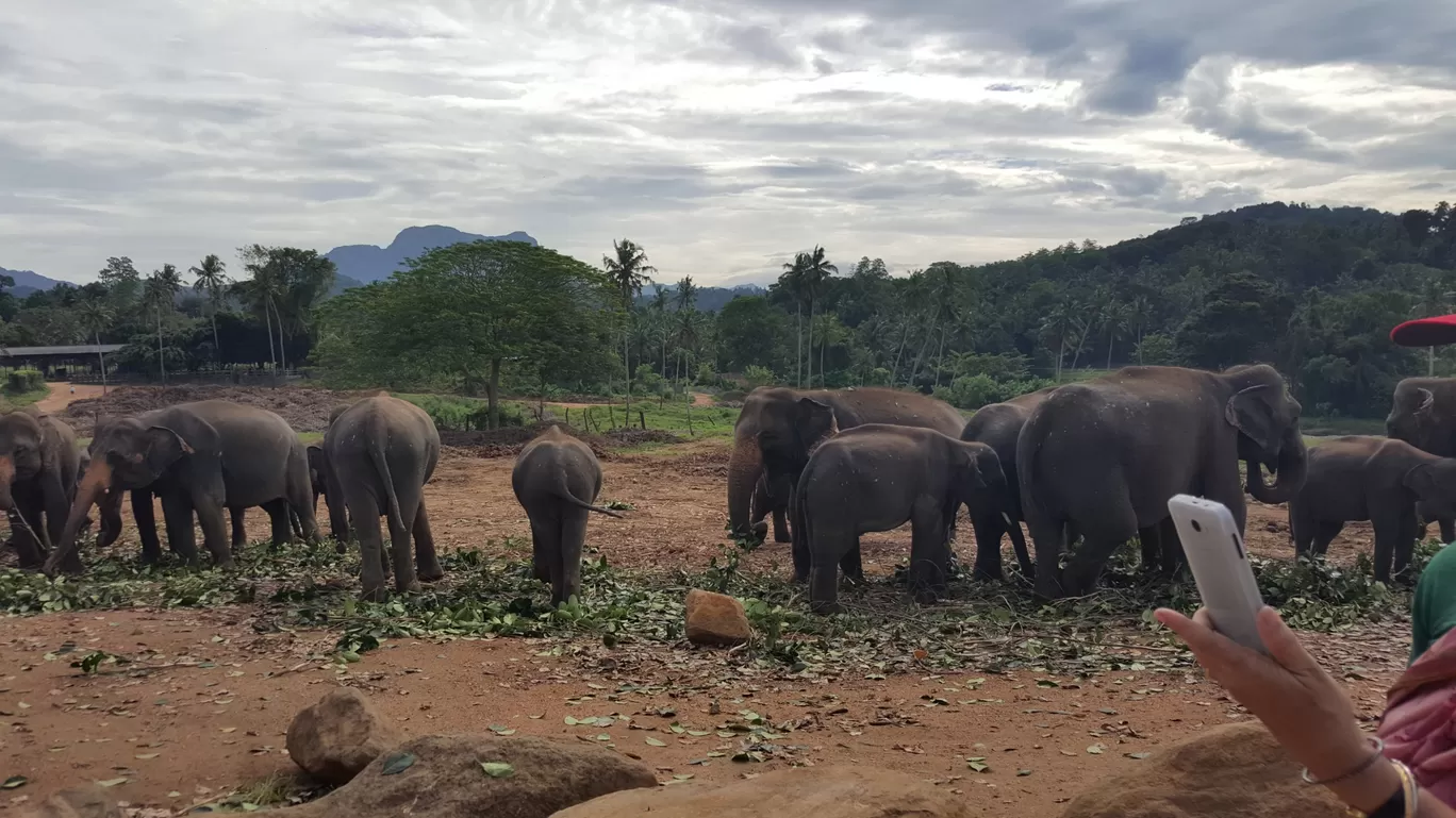 Photo of Pinnawala Elephant Orphanage Bus Stop By Shraddha Subramanian
