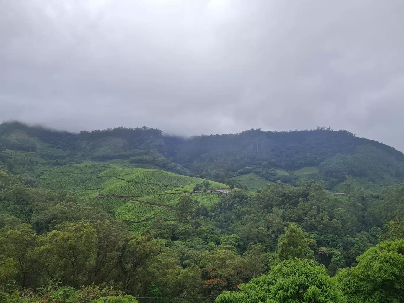 Photo of Munnar By swetha ojha