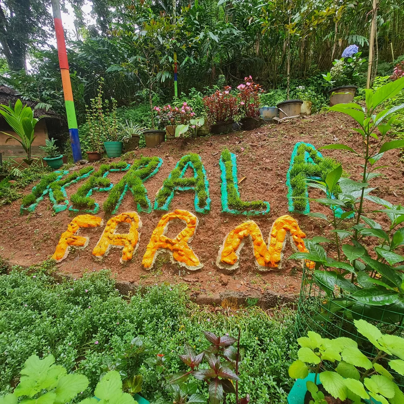 Photo of Munnar By swetha ojha