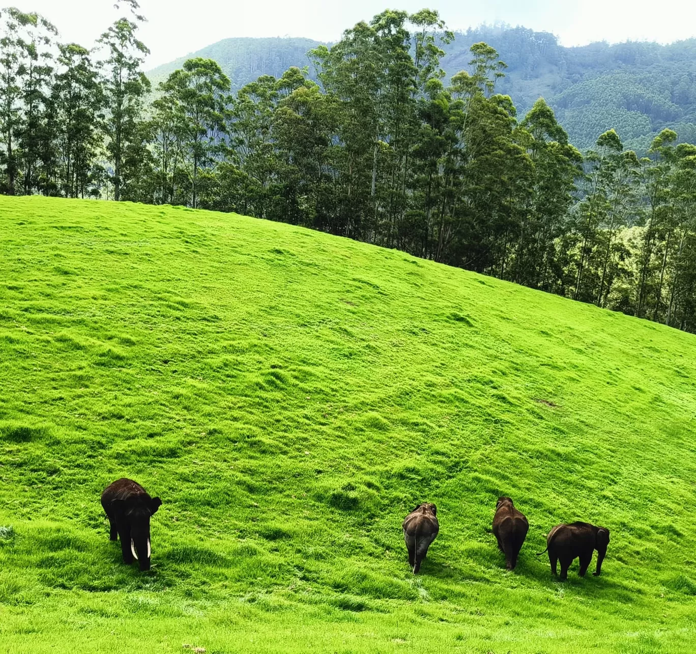 Photo of Munnar By swetha ojha
