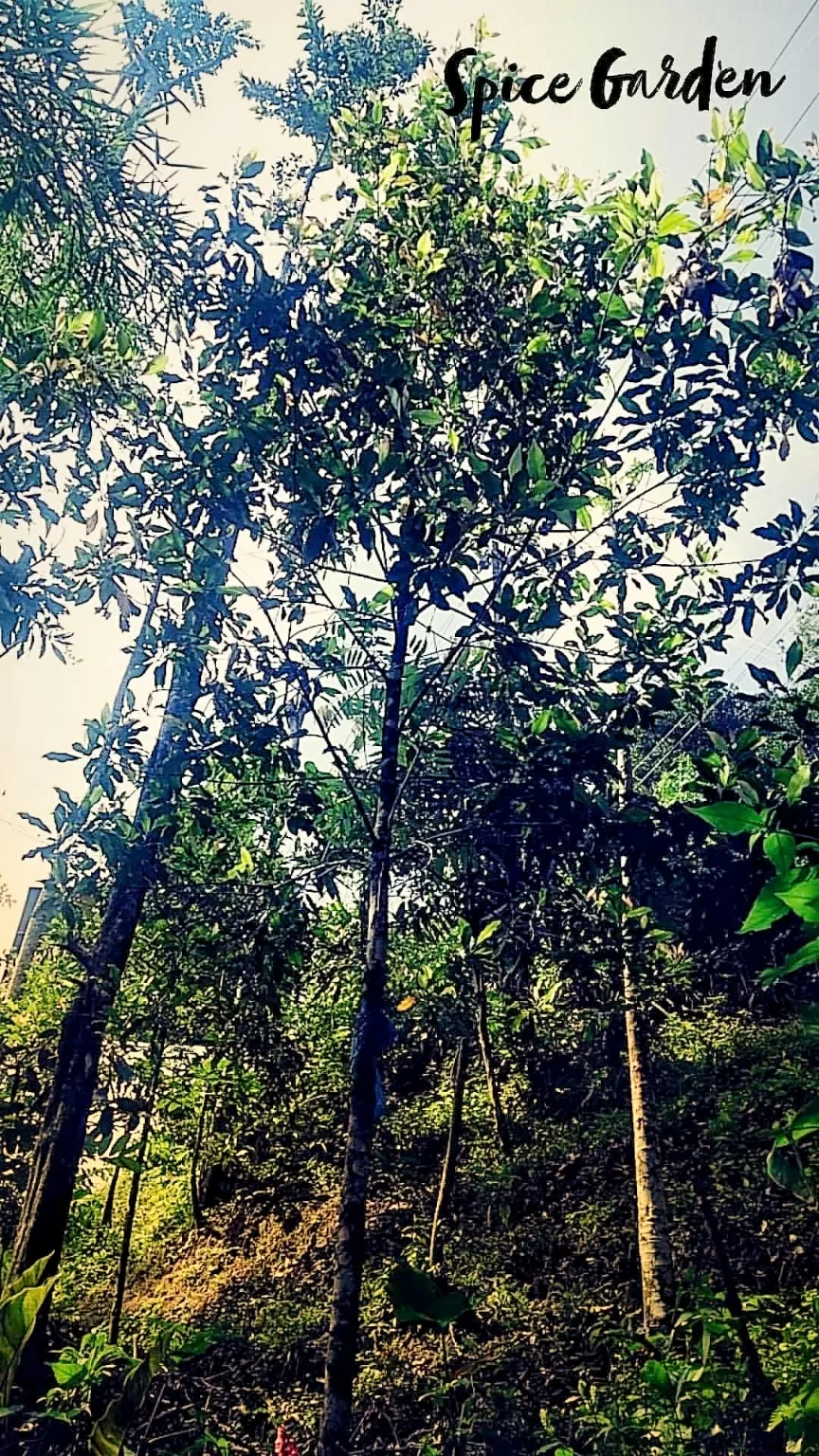 Photo of Kerala By Sonal Singh