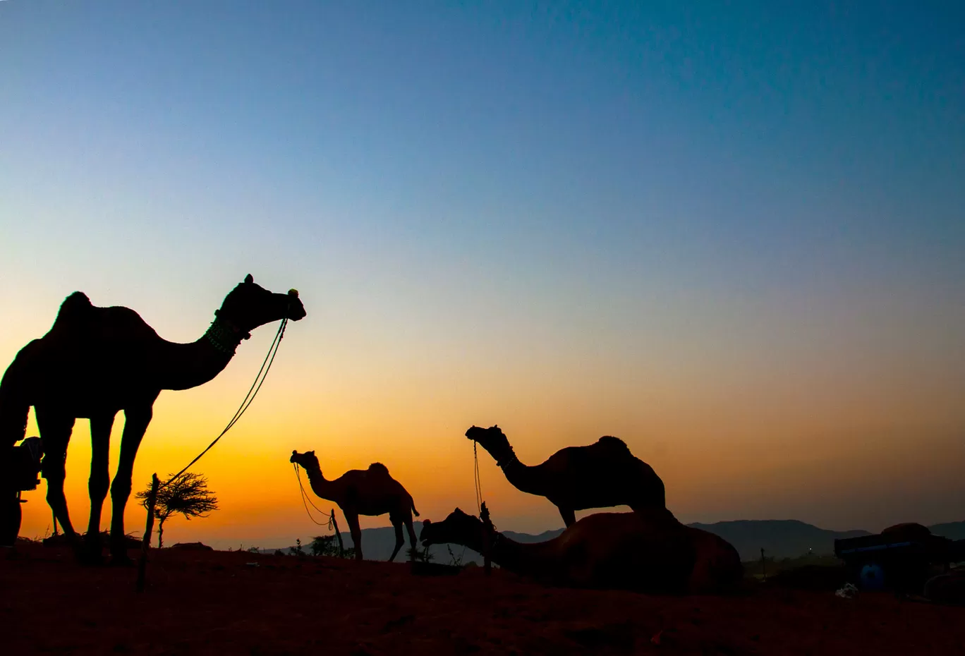 Photo of Pushkar By Palak Mittal