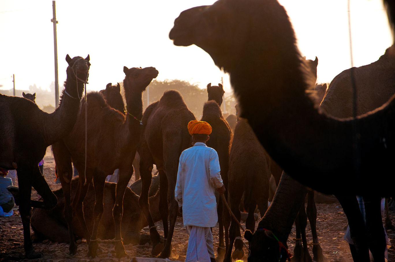 Photo of Pushkar Fair Photo Story Instagram @palakmittal #rajasthaninphotos By Palak Mittal
