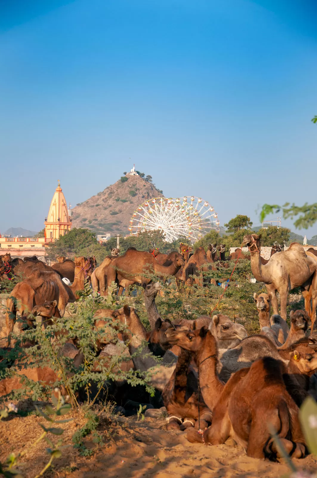 Photo of Pushkar By Palak Mittal