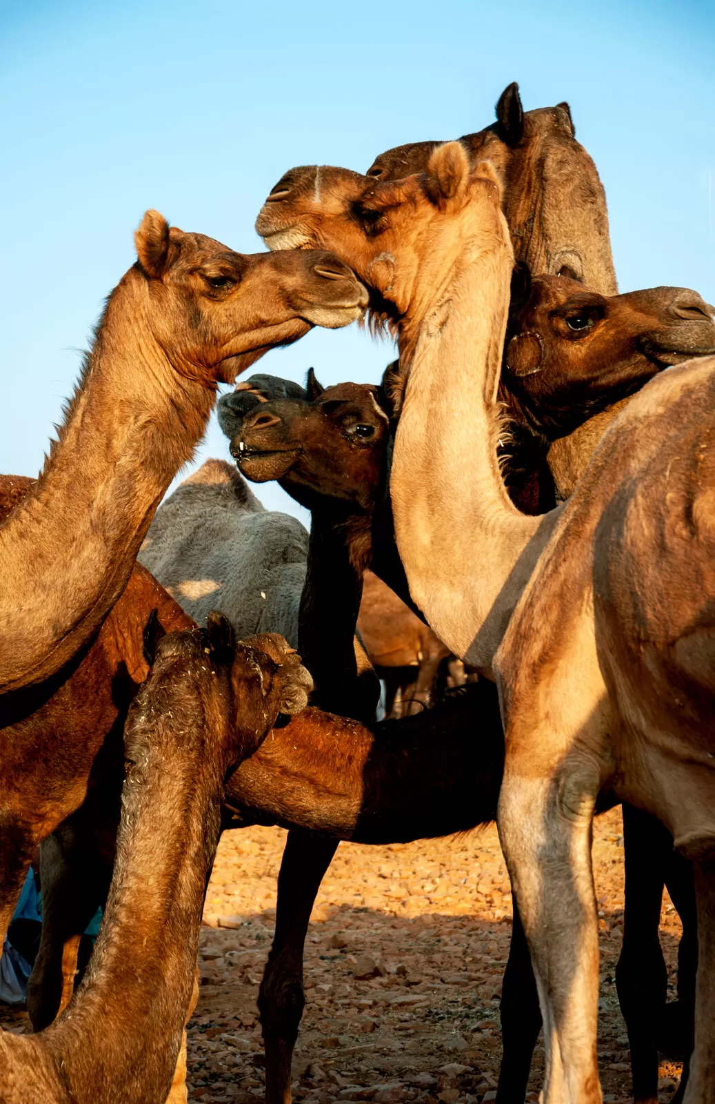 Photo of Pushkar By Palak Mittal