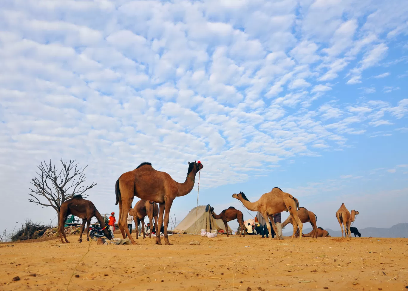 Photo of Pushkar By Palak Mittal