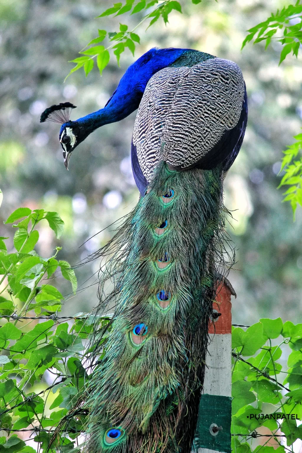 Photo of Kapadvanj By Pujan Patel