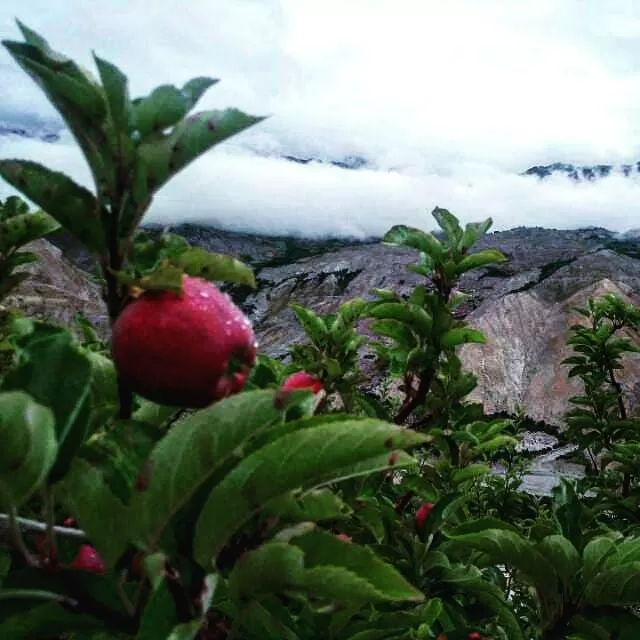 Photo of Kinnaur By Neeraj Dhiman