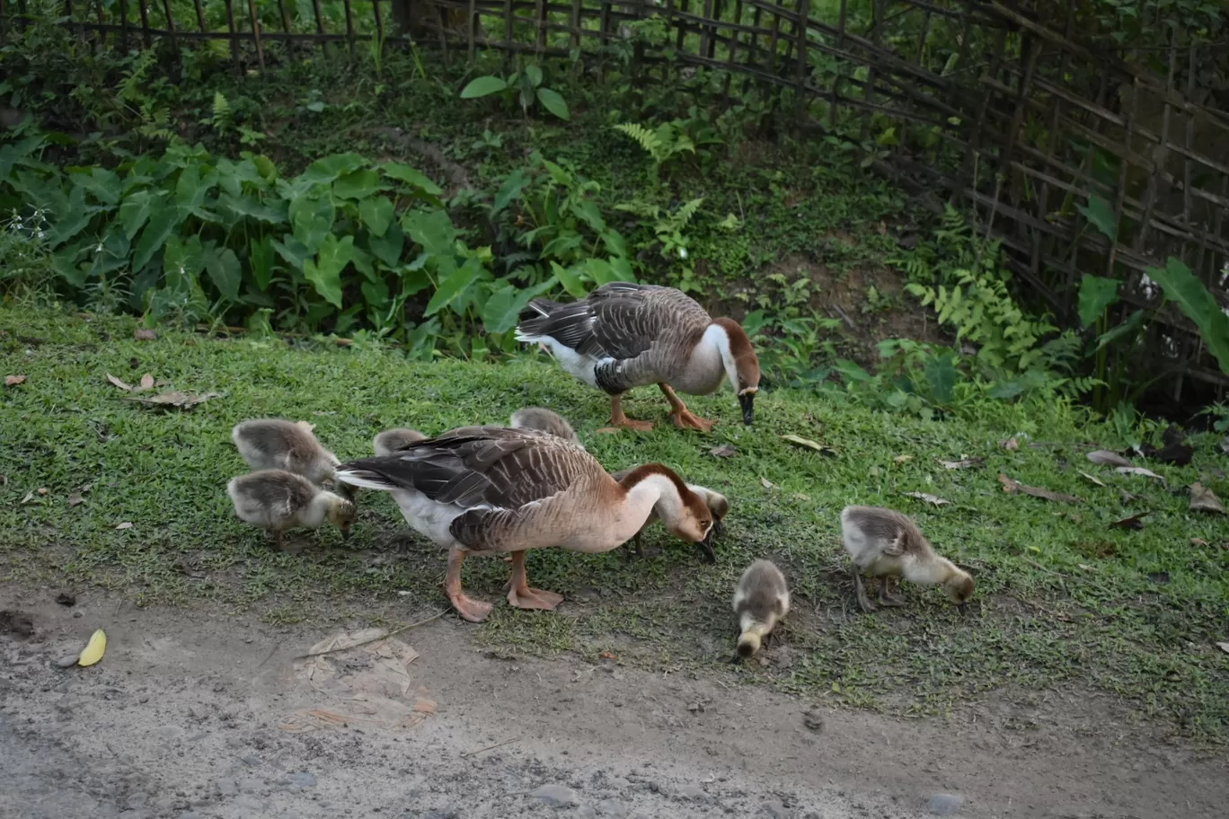Photo of Assam By Nishtha Nath