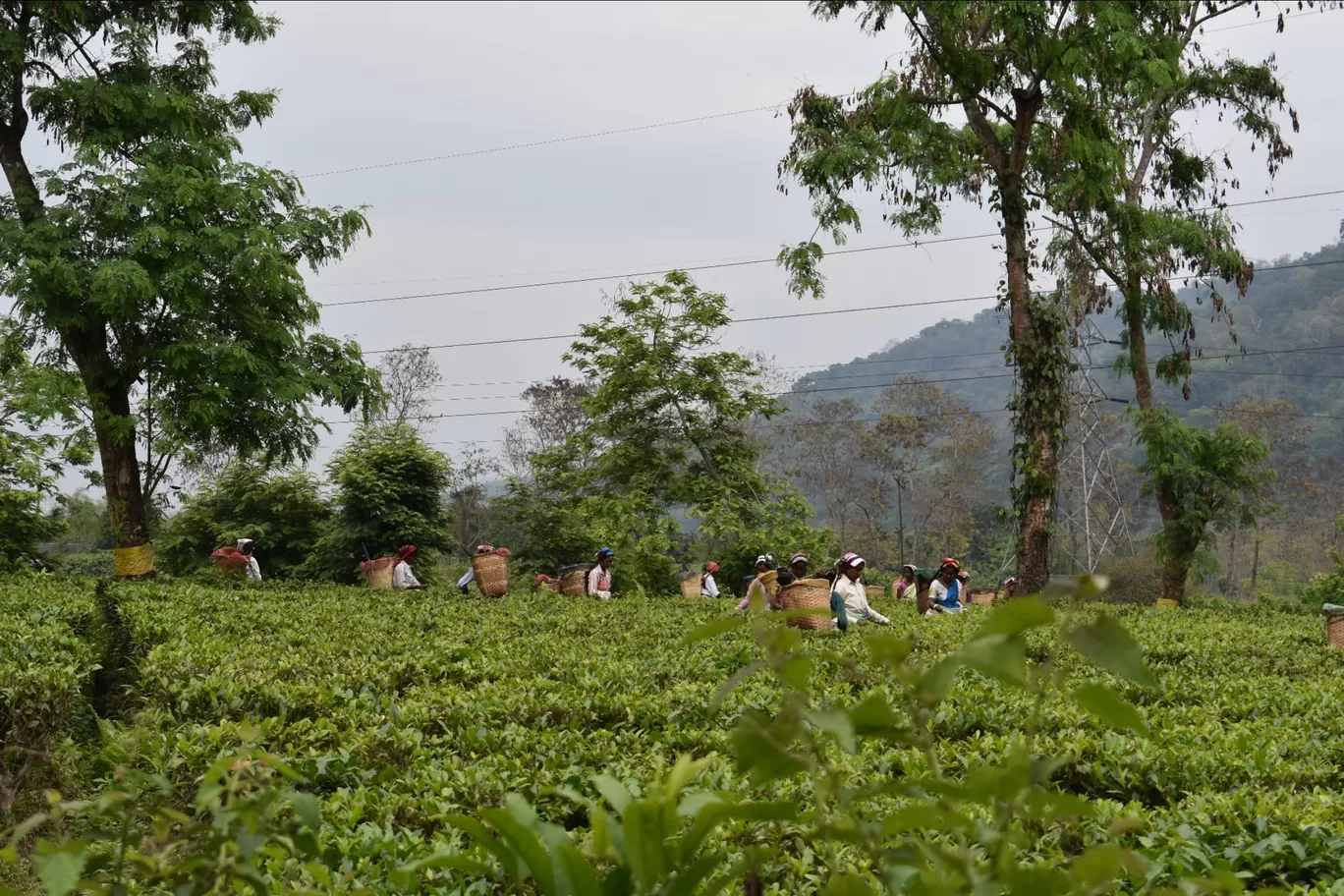 Photo of Assam By Nishtha Nath