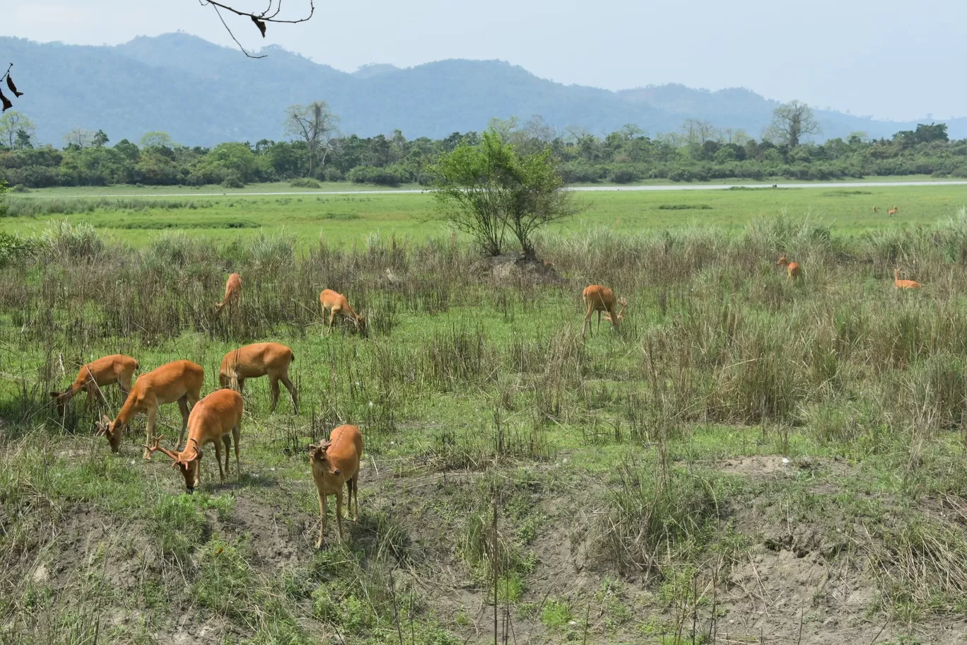 Photo of Assam By Nishtha Nath