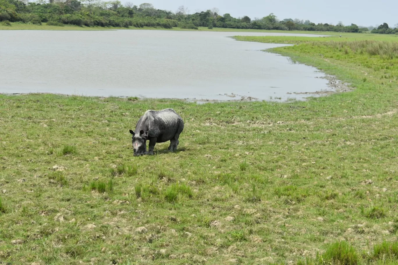 Photo of Assam By Nishtha Nath