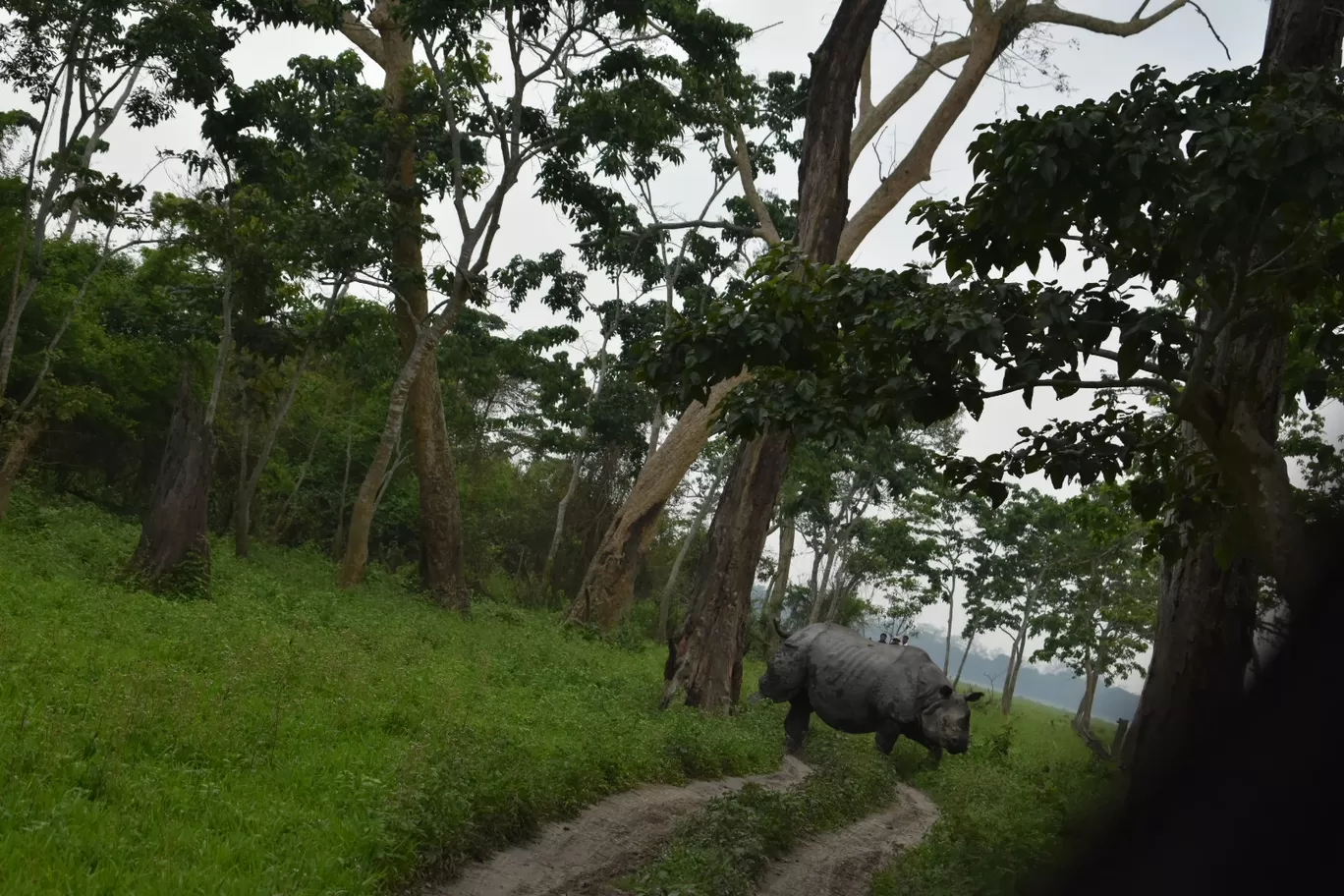 Photo of Assam By Nishtha Nath