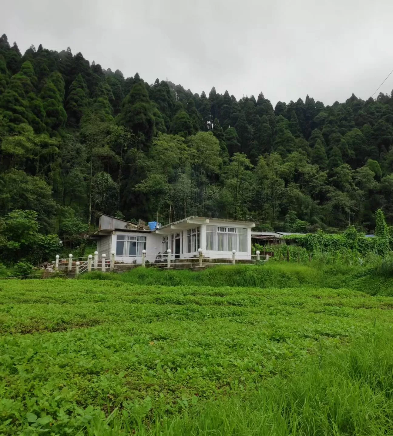 Photo of Darjeeling By sangeeta goon