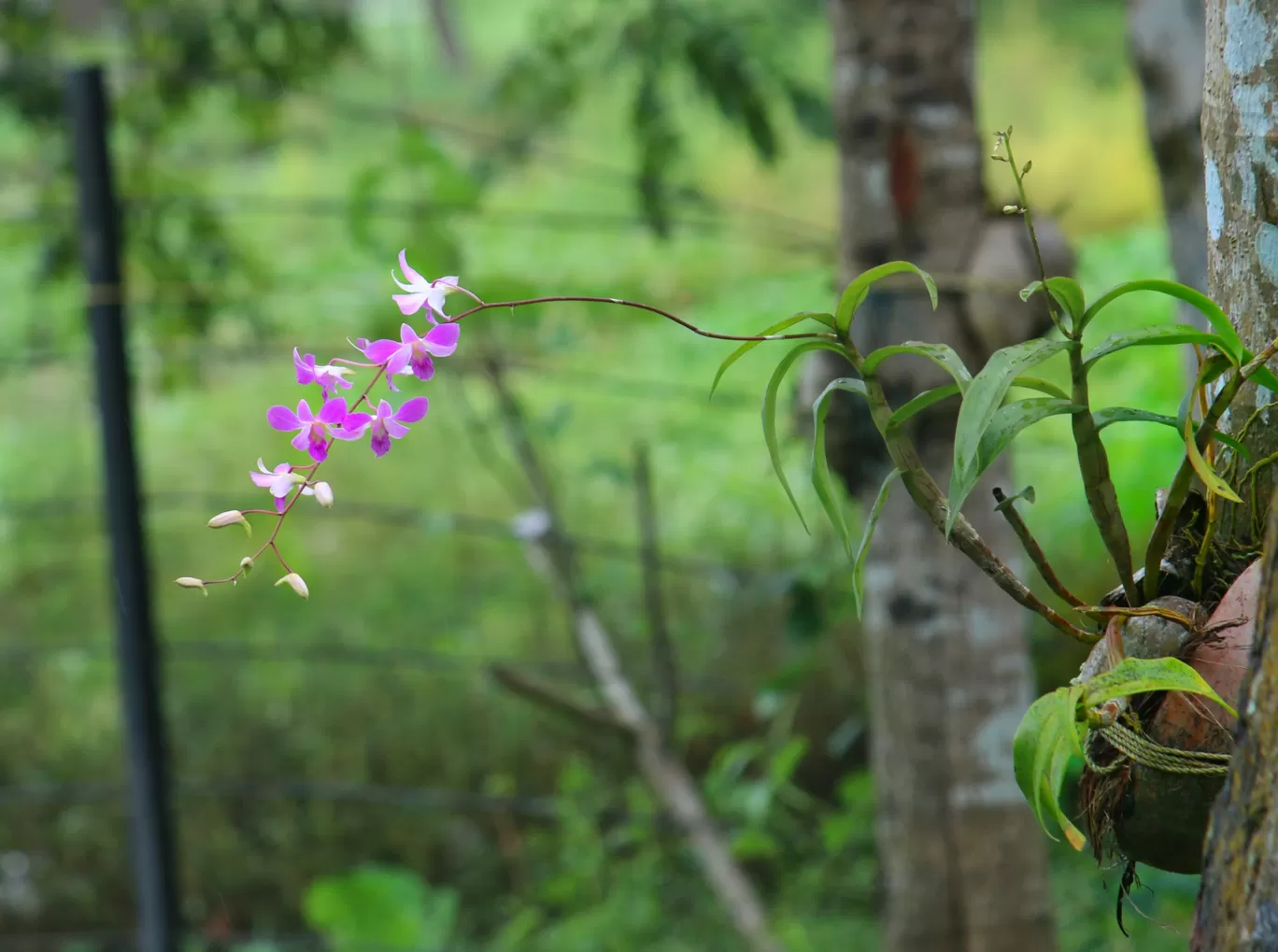 Photo of Alleppey By chetan
