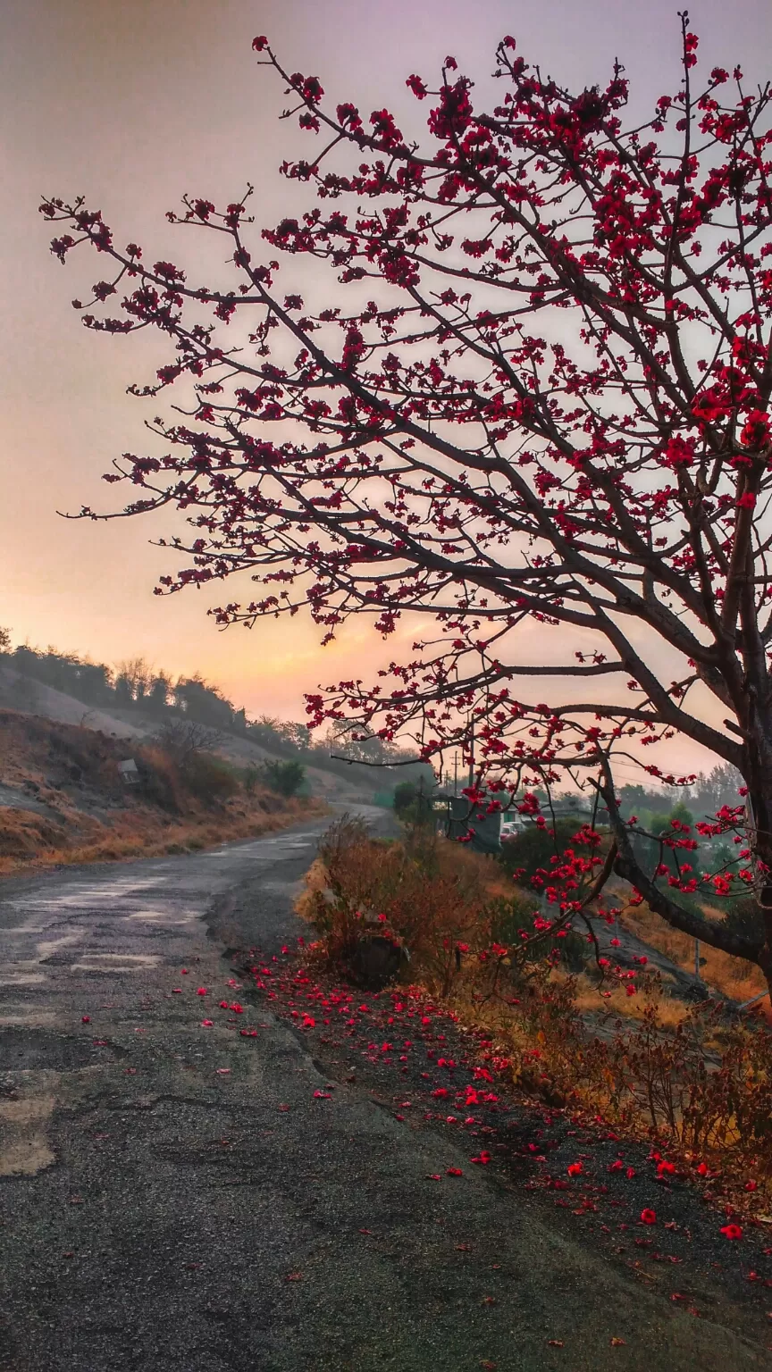 Photo of Mussoorie By Ali Asger Abbas