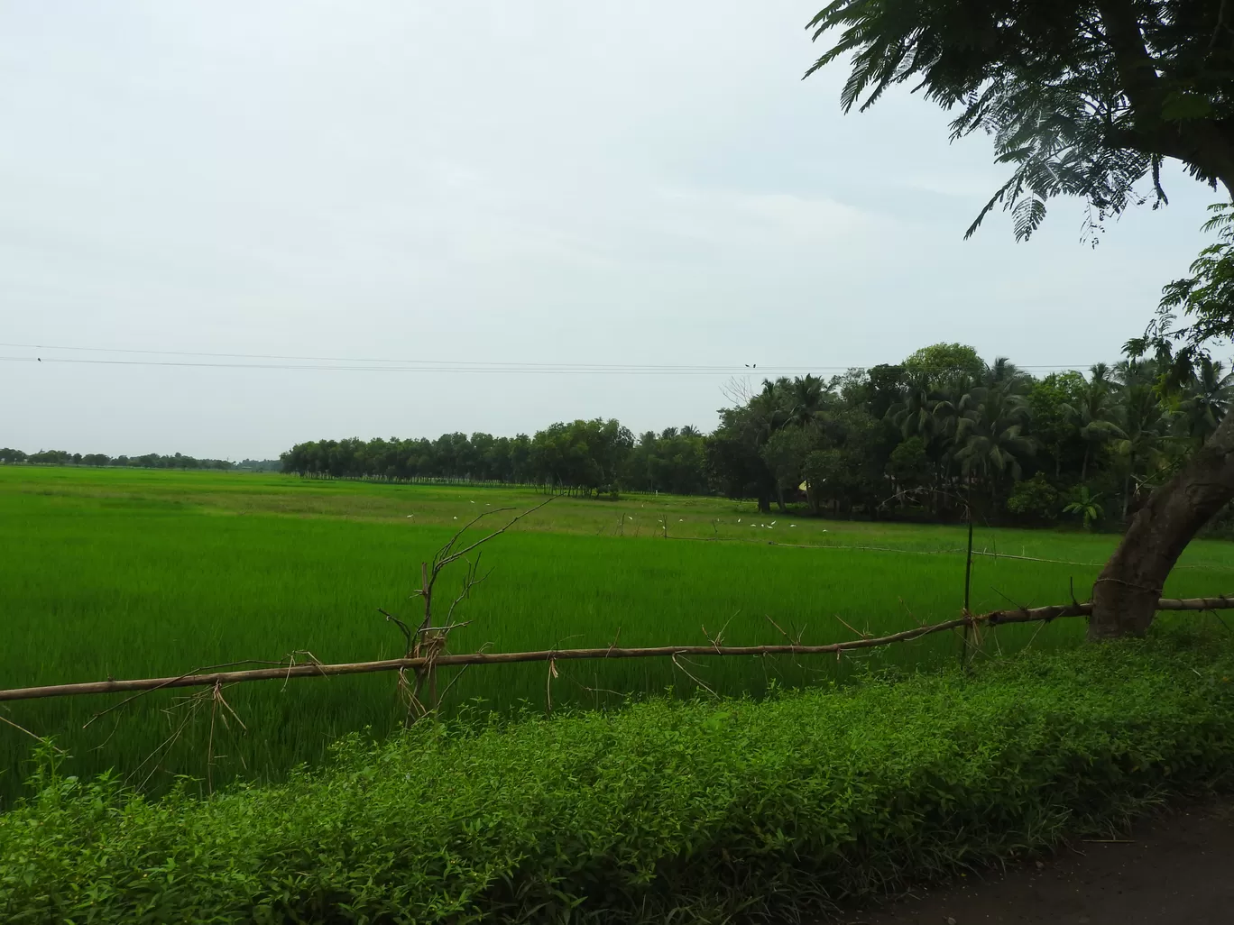 Photo of Bhubaneswar By PG