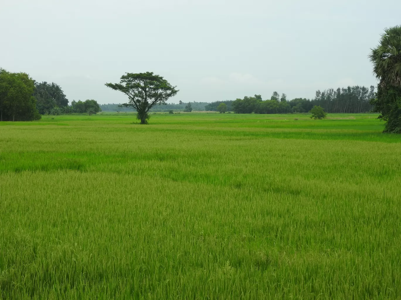 Photo of Bhubaneswar By PG