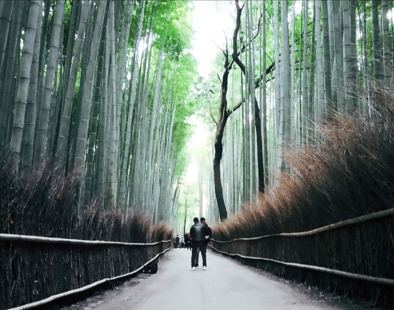 Photo of Arashiyama Bamboo Grove By ashwathram