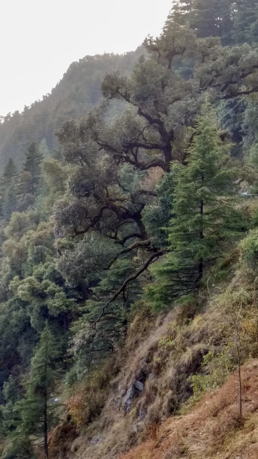 Photo of Dhanaulti By Ashish R. Yadav
