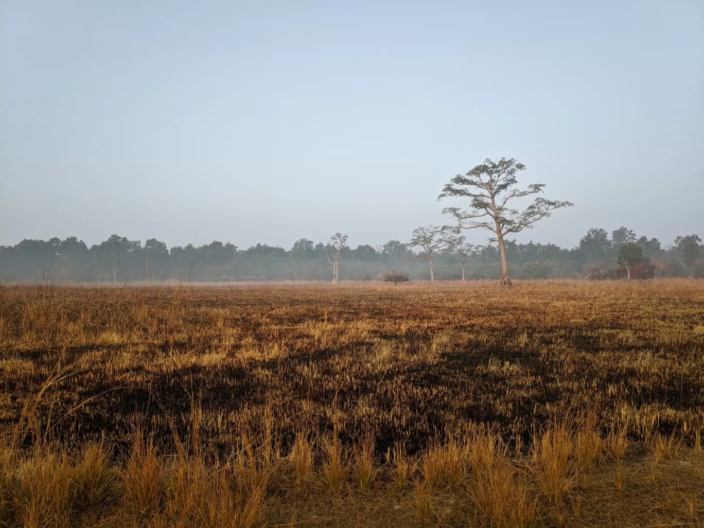 Photo of Jim Corbett National Park By Ankit Rustagi