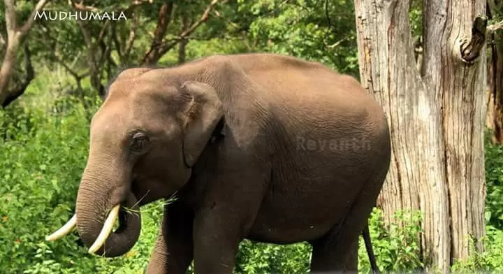 Photo of Karnataka By Revanth Nanoth