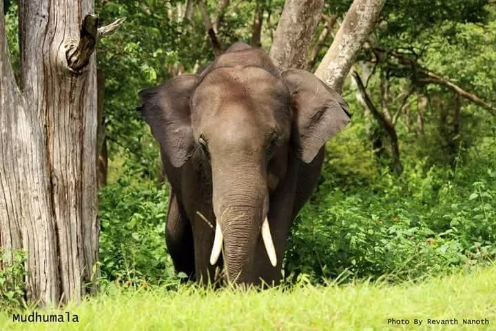 Photo of Karnataka By Revanth Nanoth