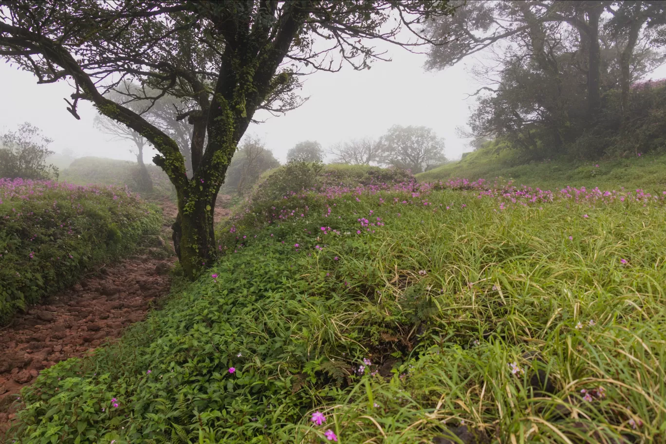 Photo of Kodachadri Trek Trail By Abhijit Dange