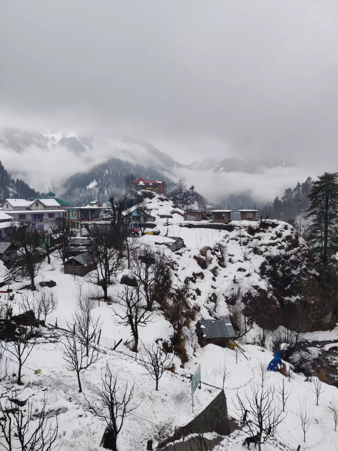 Photo of Tosh By Shubhangi