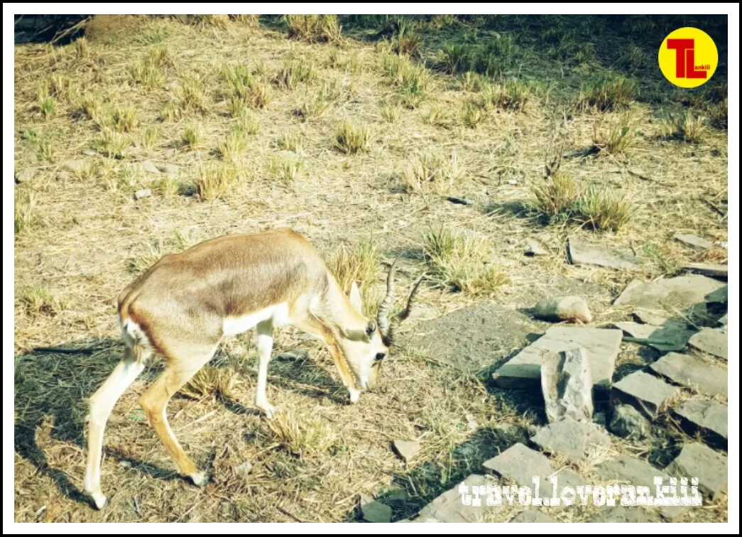 Photo of Van Vihar National Park By Ankita Sahu 