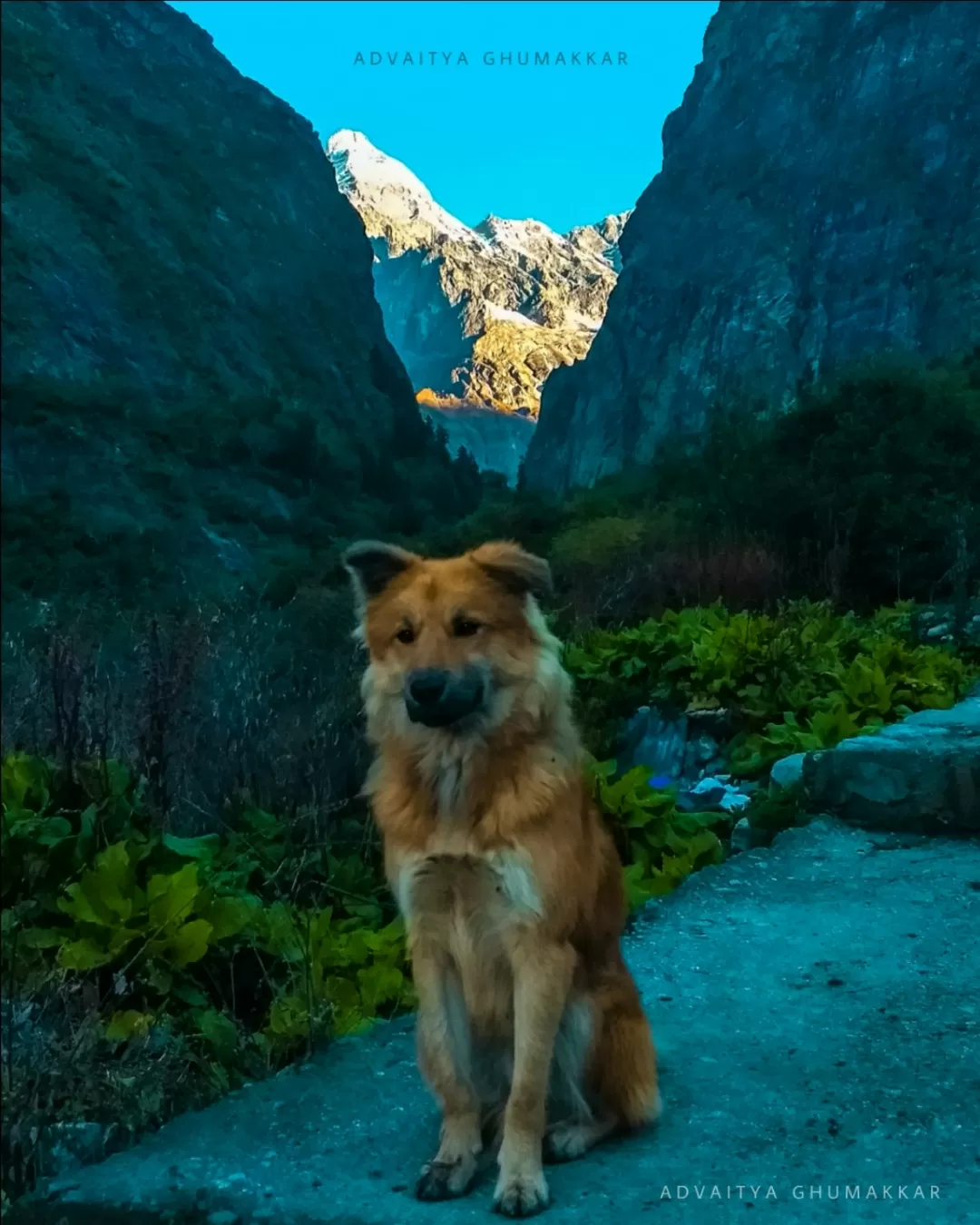 Photo of Ghangaria - Valley of Flowers Trek Route By Manish Pal (अद्वैत्य घुमक्कड़)