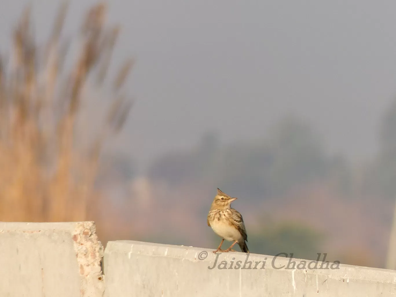 Photo of Chandu By Jaishree Chadha